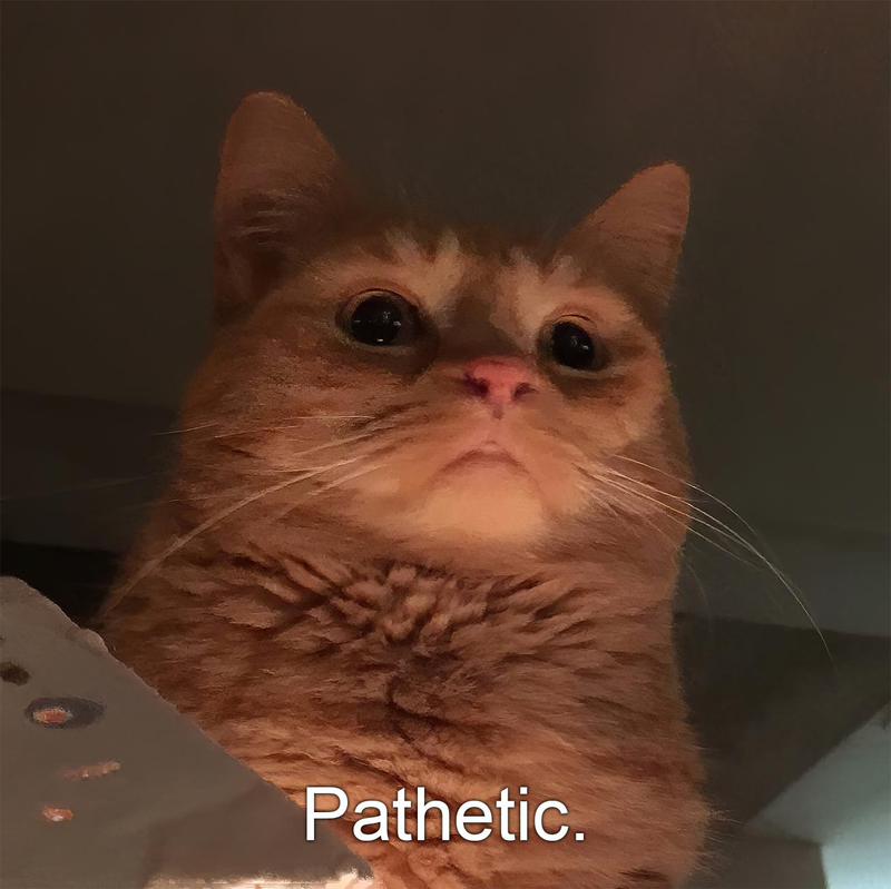 Pathetic Cat Template
