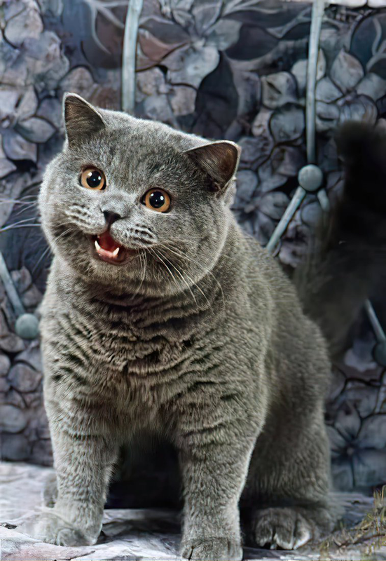 Happy Cat NEDM I Can Has Cheezburger