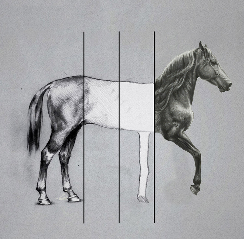 Horse Realistic Draw Sketch V2